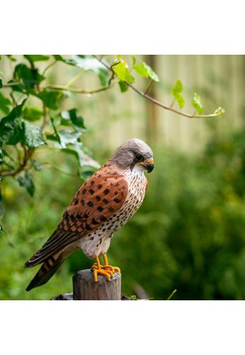 Decobird faucon crécerelle