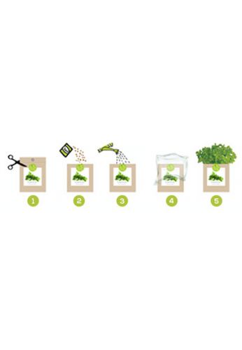 Kit bio prêt à pousser Pensée