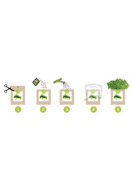 Kit bio prêt à pousser Piments
