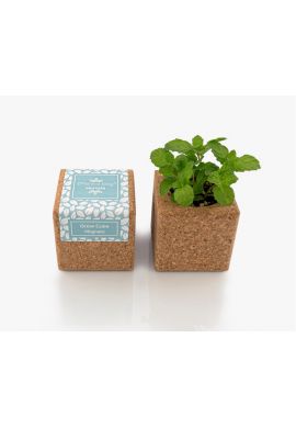 Grow Cube aimanté Menthe