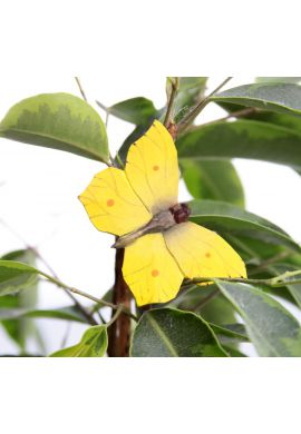 Magnet papillon Citron