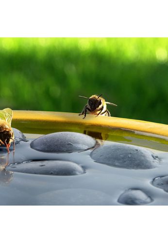 Bain pour abeilles ou papillons