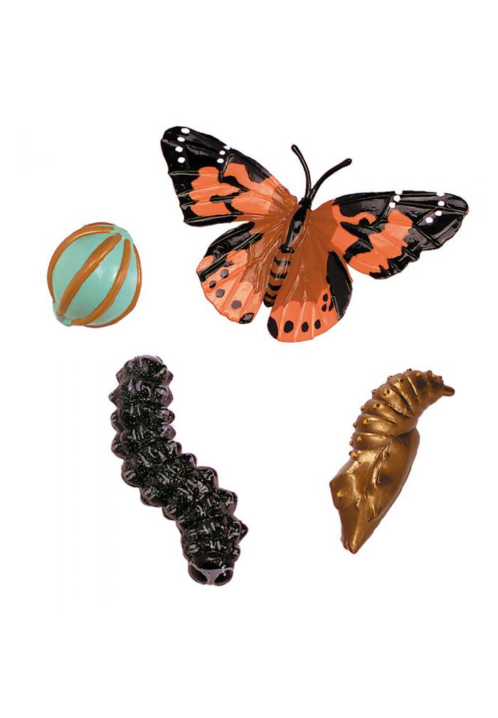TOYANDONA Lot de 4 figurines du cycle de vie de papillon Insecteur Biologie évolution Jouet phase de croissance Modèle pour enfants science modèle Jouets éducatifs 