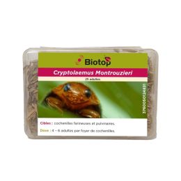 25 coccinelles anti cochenilles