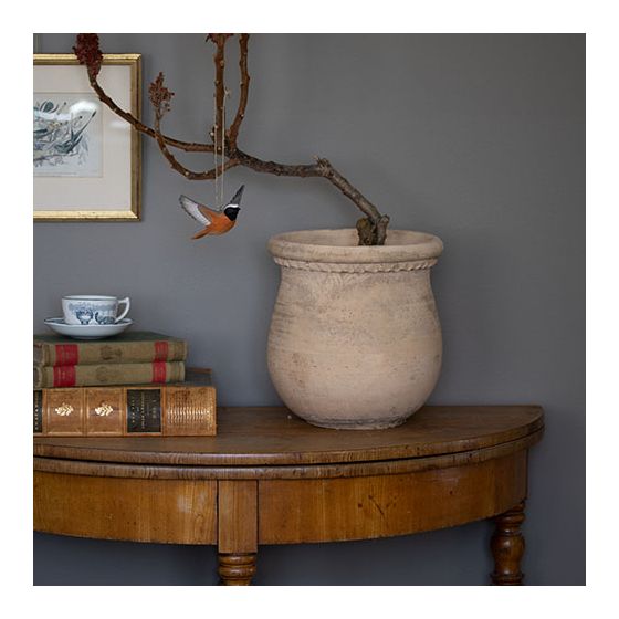 Décobird rougequeue à front blanc en plein vol