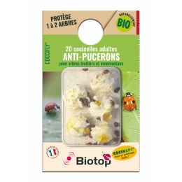 20 coccinelles adultes adalia