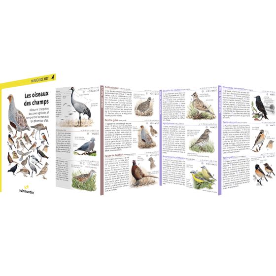 Miniguide 104 – Les nids d'oiseaux > Boutique - Salamandre