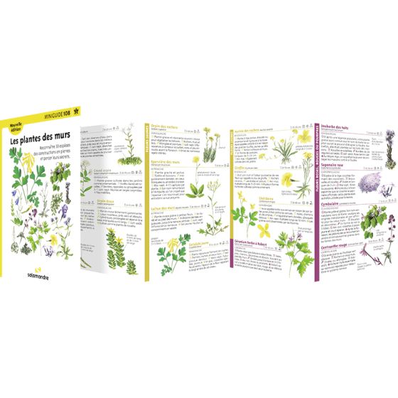 Miniguide 108 - Les plantes des murs