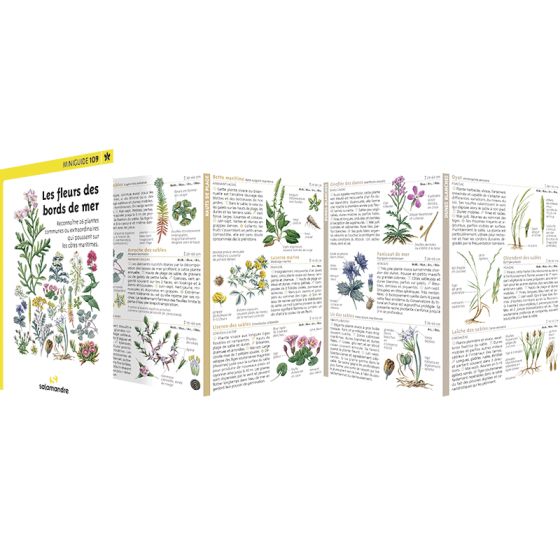 Miniguide 109 - Les fleurs des bords de mer
