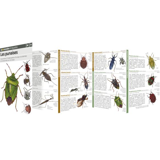 MINIGUIDE 79 LES PUNAISES