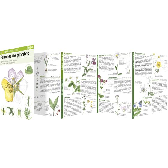 MINIGUIDE 71 FAMILLES DES PLANTES