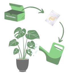 Nématodes HB anti vers blancs (5M)