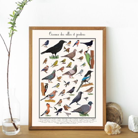 Poster les Oiseaux des jardins 30 x 40 cm