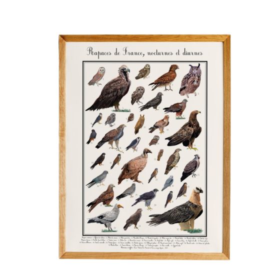 Poster rapaces diurnes 30 x 40 cm