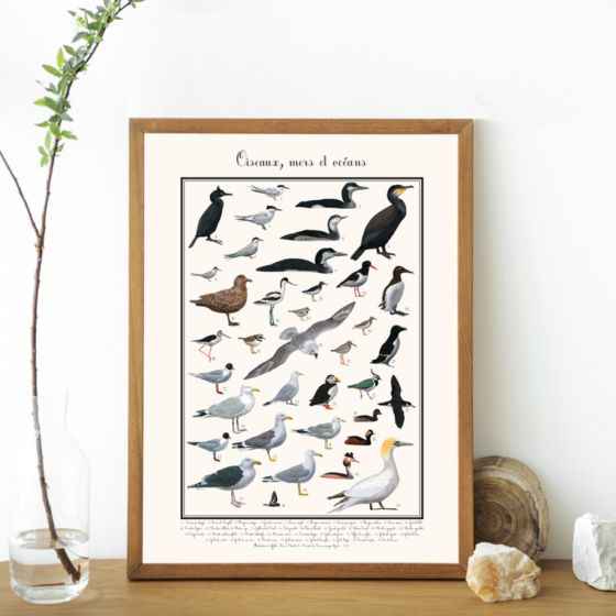 Poster Oiseaux marins 50 x 70 cm