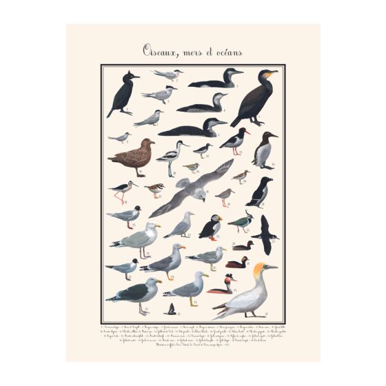Poster Oiseaux marins 30 x 40 cm Poster Oiseaux marins 30 x 40 cm
