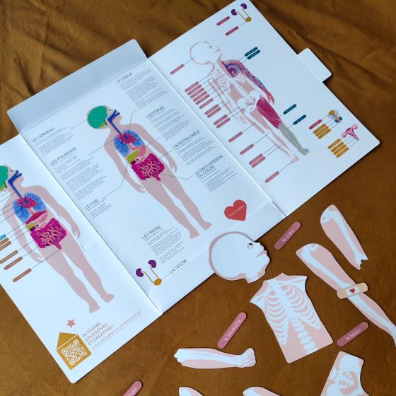 Magnets Le Corps Humain