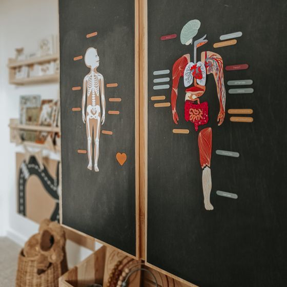 Magnets Le Corps Humain