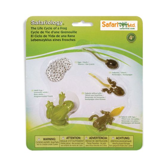 Figurines Cycle de vie - Grenouille