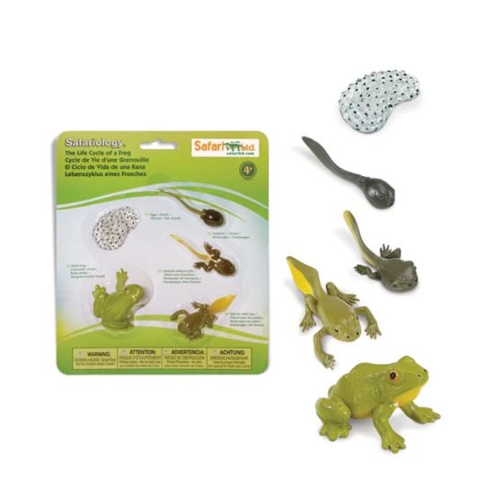 Figurines Cycle de vie - Grenouille Figurines Cycle de vie - Grenouille