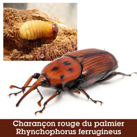 Piège Pitfall - Charançon rouge du palmier