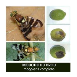 Phéromone - Mouche du Brou