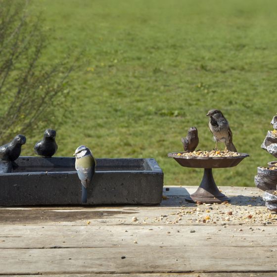 Bain pour oiseaux carré