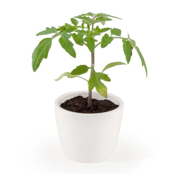 Pot de culture en céramique - Tomates Cerise bio - 8 cm