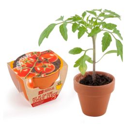 Mini kit de culture -Tomate Cerise bio - 6cm