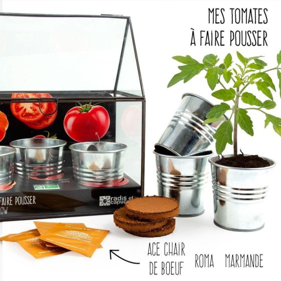 Serre avec châssis zinc noir - Tomates bio - 3 pots