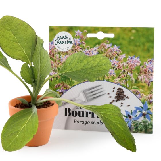 Sachet graines fleurs comestibles - Bourrache