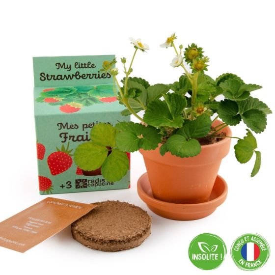 Kit plantation - Fraisier - 8cm