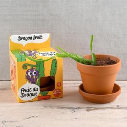 Pot avec coupelle - Fruit du dragon - 8 cm