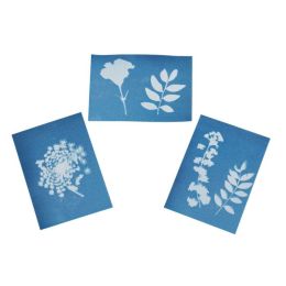 Herbier feuilles et fleurs + 10 feuilles papier impression solaire