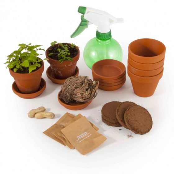 Kit d'activité : Je plante 5 plantes extraordinaires