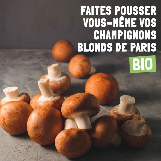 Kit de culture- Champignons de Paris brun - 4L