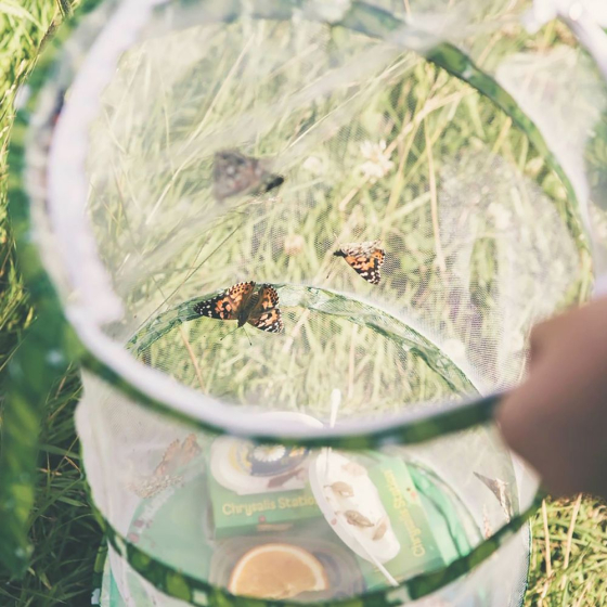 Kit d'élevage de papillons Garden - Bon pour chenilles