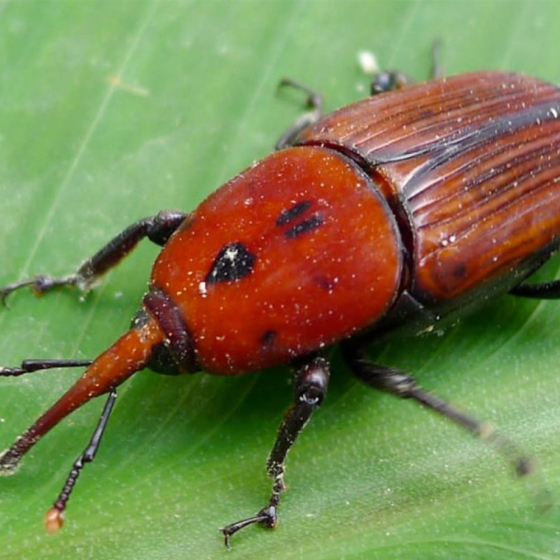 Nématodes utiles spécial palmier (500M)