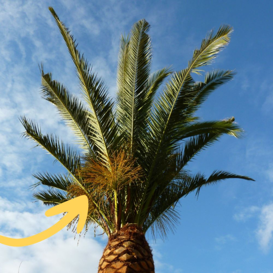 Nématodes utiles spécial palmier (500M)