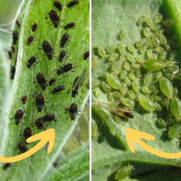 350 larves coccinelles adalia