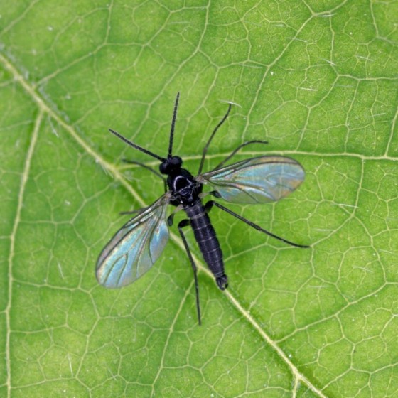 Nématodes Contre les mouches des terreaux 2M