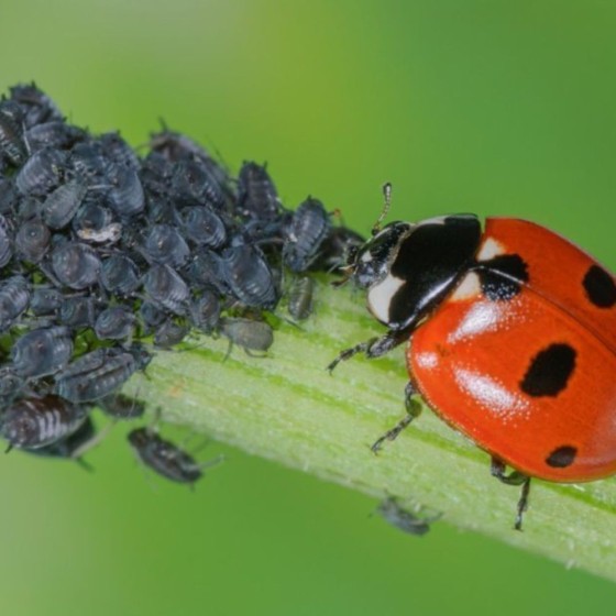 100 coccinelles adultes anti-pucerons - Coccifly