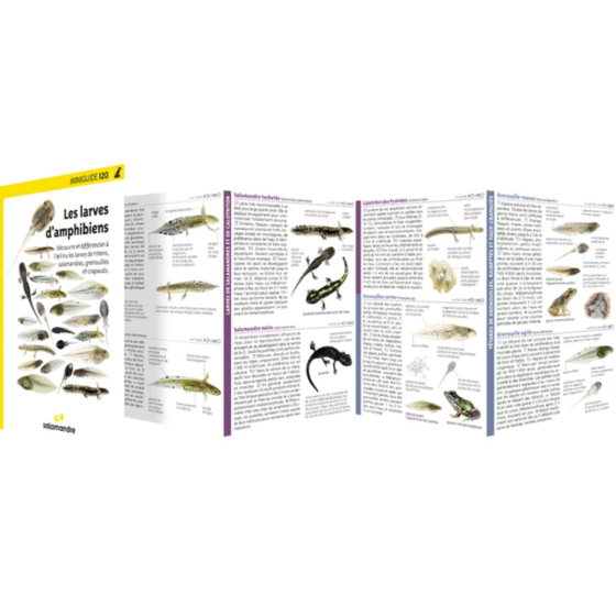Miniguide 120 - Les larves d’amphibiens