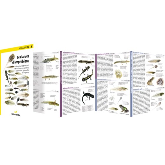 Miniguide 120 - Les larves d’amphibiens