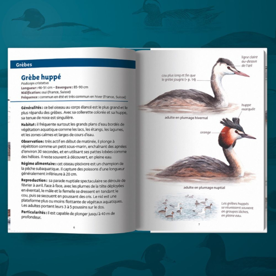 Les petits livres de la nature - Oiseaux des lacs