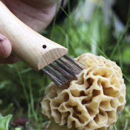 Couteau à champignons