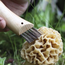 Couteau à champignons