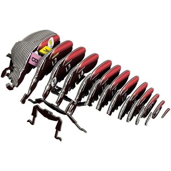 Coléoptère Goliath – Eugy 3D