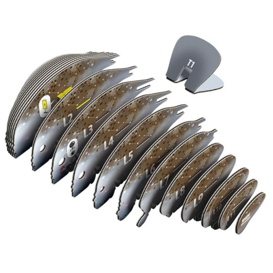 Lamantin – Eugy 3D