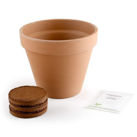 Pot Terre cuite Antique - Fraisier